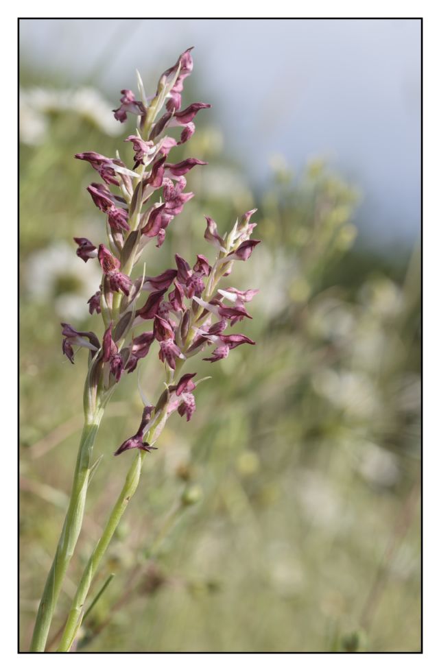 Anacamptis coriophora nei colli del Mugello